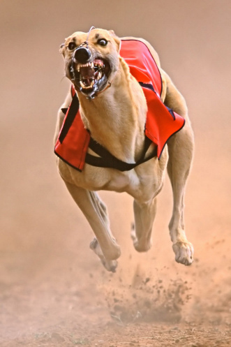 greyhound.jpg