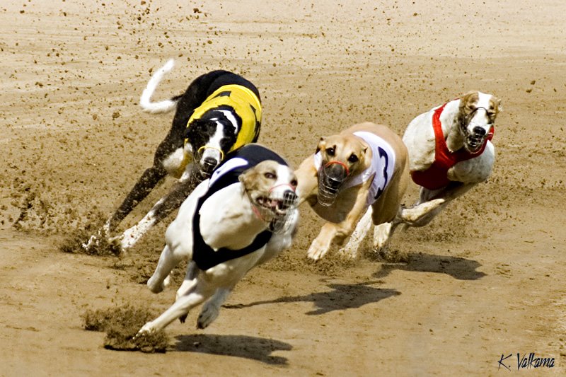 Greyhound_2_2006_Kalle_Valkama-739767.jpg