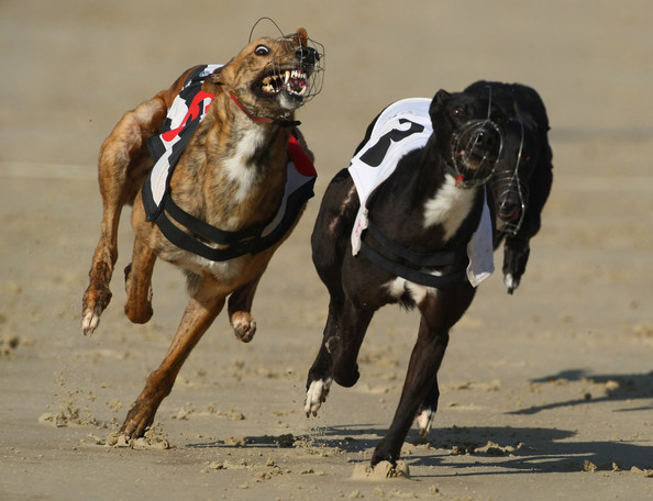 Greyhound+Races+in+Hove+rJGMHmXAc6Zl.jpg